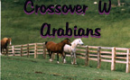 Crossover W Arabians